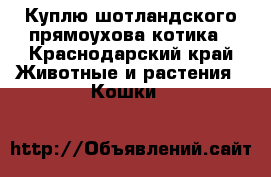 Куплю шотландского прямоухова котика - Краснодарский край Животные и растения » Кошки   
